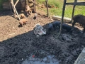 Прасета!!! , снимка 7
