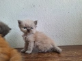 Персийски котенца, снимка 9