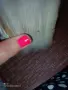 Вкаменено дърво палма, снимка 2