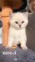 Британски котета , снимка 3