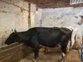Продавам крави, юници и телета, снимка 8