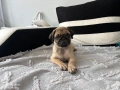 Женски Мопс на 2 месеца , снимка 1