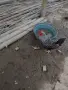 Продавам патици и петли , снимка 2