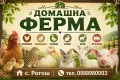 Виетнамски прасенца, снимка 9
