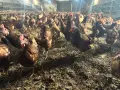 Кокошки Ломан Браун, снимка 2