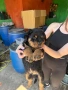 Две мъжки ротвайлерчета, снимка 4