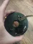 Лентов кабел за Mercedes E-Class , W210 1684600149., снимка 2