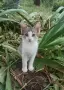Подаряват се малки котета, снимка 2