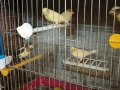 Продавам канарчета ., снимка 1
