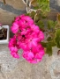 Селски мушката х 1.5 € със саксия , снимка 1