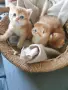 Шотландски Златни чинчили, снимка 4
