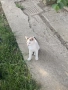 Подарявам малки котета хранят се самостоятелно , снимка 1