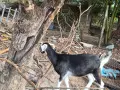 Продавам две женски кози и две женски млади ярета, снимка 2