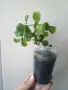 Хоя, hoya kanyakumariana, снимка 3