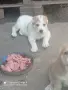Свободни две женски , снимка 4