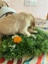 Кокер шпаньол момче и момиче, снимка 3