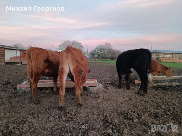 Продавам телета , снимка 4 - Крави - 54134161