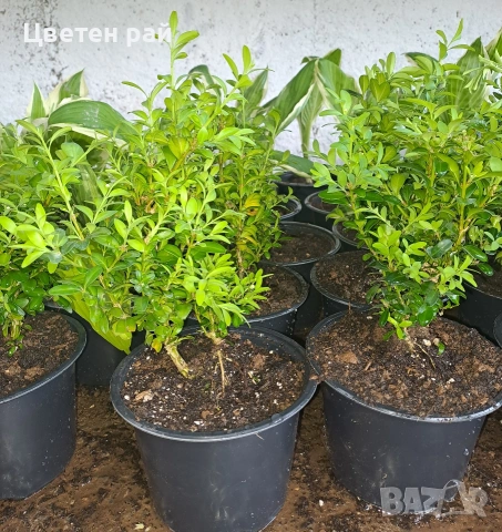 Чимшир в саксия ф13 , снимка 5 - Градински цветя и растения - 54265744