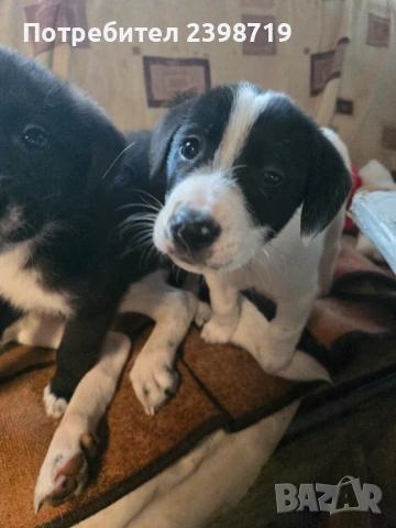 Подарявам на 2 м.овч.кученца БОК, снимка 4 - Каракачанска овчарка - 54336875