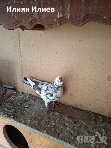 Женска гълъбица- унгарка, снимка 4 - Гълъби - 54081687