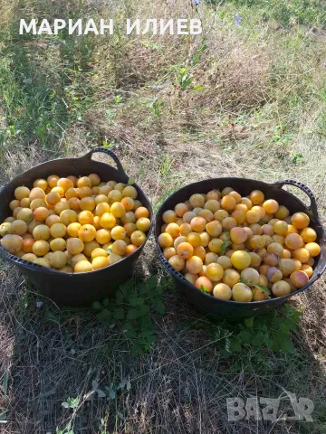 продавам жълти сливи за ракия
