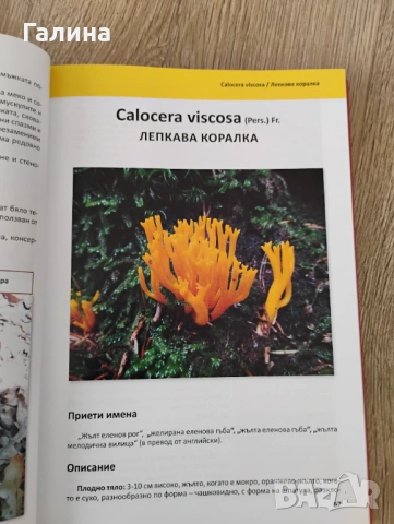 Лечебните гъби в България, снимка 6 - Енциклопедии, справочници - 54389086