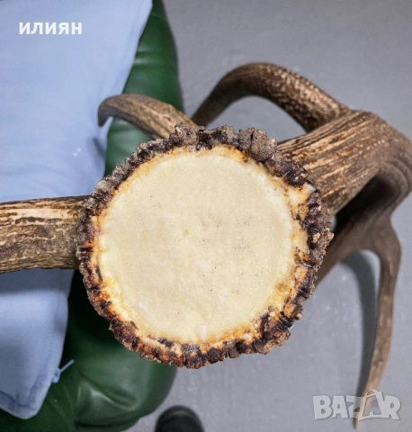 Рога елен 4 броя 13,3 кг. , снимка 12 - Други ценни предмети - 54103807