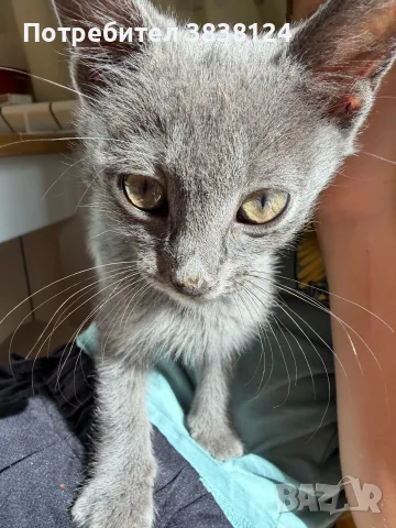 Подарявам две котета, снимка 3 - Други - 55422679