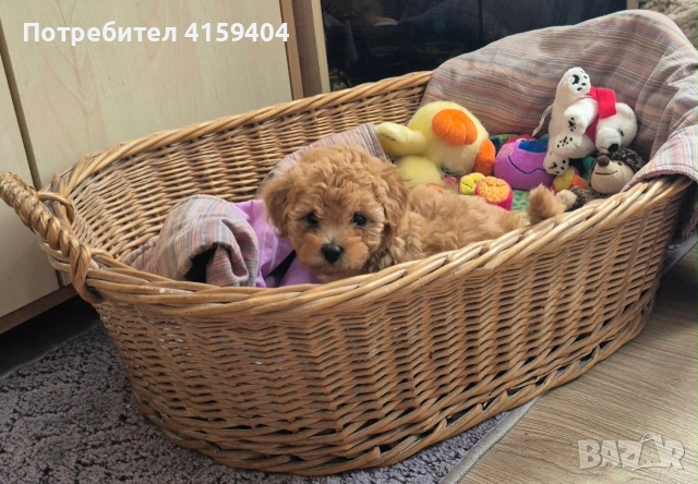 Той пудел & Мини пудел. Свободни едно момиче и едно момченце :) , снимка 8 - Пудели - 54672145