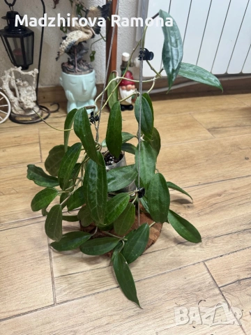 Hoya Хоя Jasper Blink 