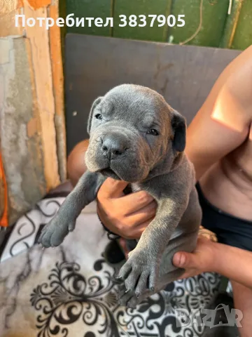 Продавам кучета Кане корсо, снимка 6 - Кане корсо - 55295732