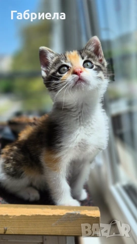 Коте търси дом