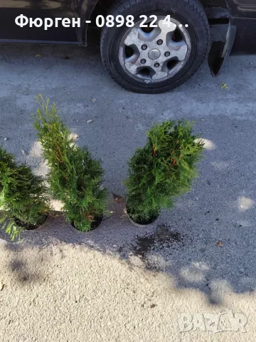 Западна туя Смарагд (Thuja occidentalis Smaragd), снимка 3 - Градински цветя и растения - 27492741
