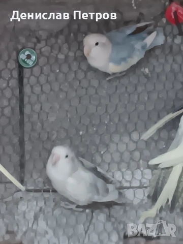 папагали неразделки , снимка 5 - Папагали - 54215349