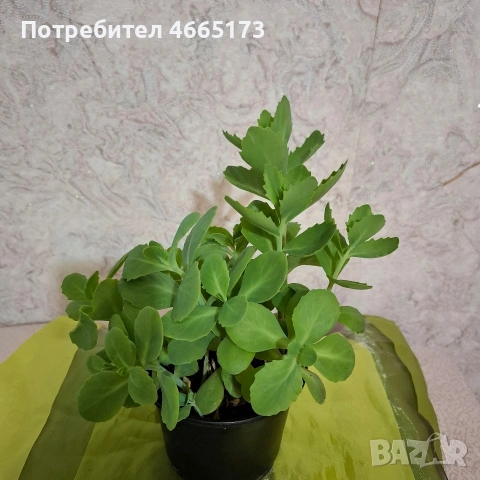 Лечебна Дебела Мара, снимка 4 - Градински цветя и растения - 54580584