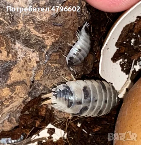 Изоподи Porcellio laevis Dairy Cow (Екзотични домашни любимци / Чистачи)