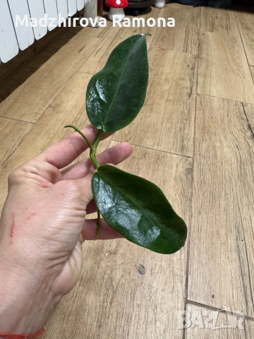 Hoya Хоя Archboldiana Variegata , снимка 2 - Стайни растения - 54992372