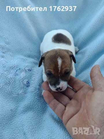 Джак Ръсел Териер 