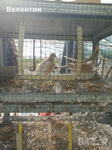 Продавам млада смееща се гугутка (скумрудка,скумрийка), снимка 3 - Гълъби - 54646032