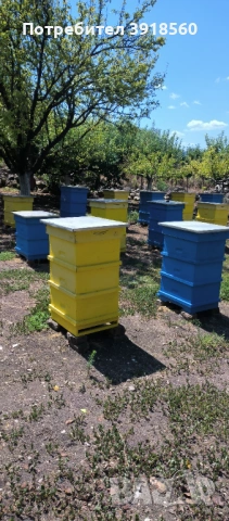 Продавам развити пчелни семейства с кошерите, снимка 2 - За пчели - 54444203