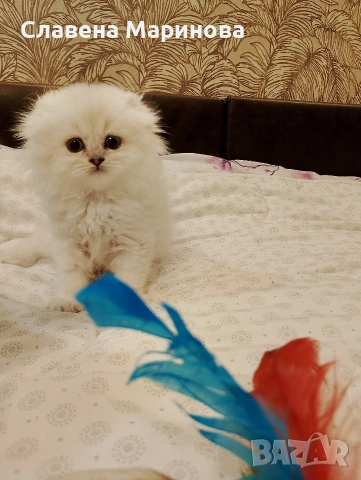 Шотландски котета ,сребърна чинчила, колорпойнт, дългокосместа котка, снимка 11 - Чинчили - 54735813