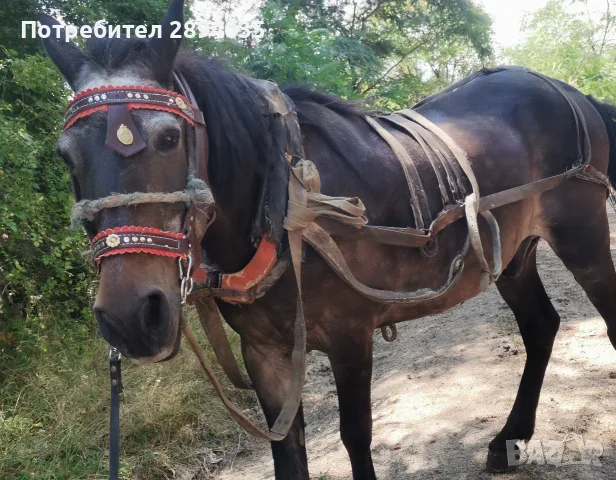скопен кон много кротък , снимка 2 - Коне - 55615648