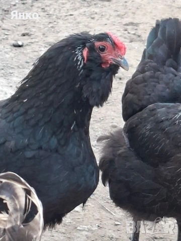 Разплодни яйца, снимка 7 - Кокошки и пуйки - 54241961