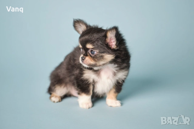 Чихуахуа Възможност за доставка , снимка 5 - Чихуахуа - 54325274