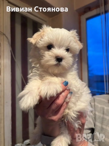 Йорки голд дъст, снимка 2 - Йоркширски териер - 53988971