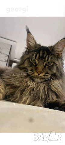 Коте Мейн Кун , снимка 5 - Мейн кун - 55104386