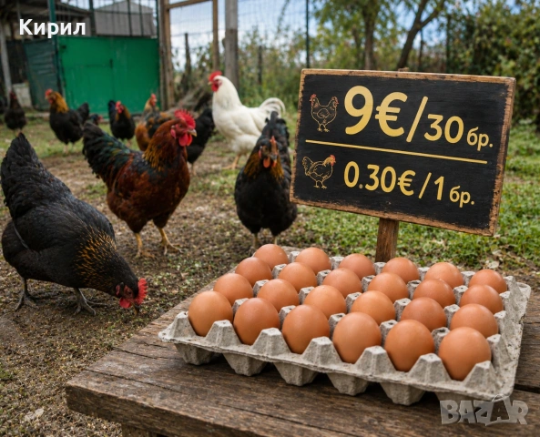 🥚 Домашни яйца от свободно отглеждани кокошки – Пловдив 🐓 