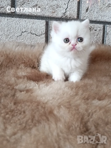 Женско котенце 🐈, снимка 5 - Персийска - 55248684