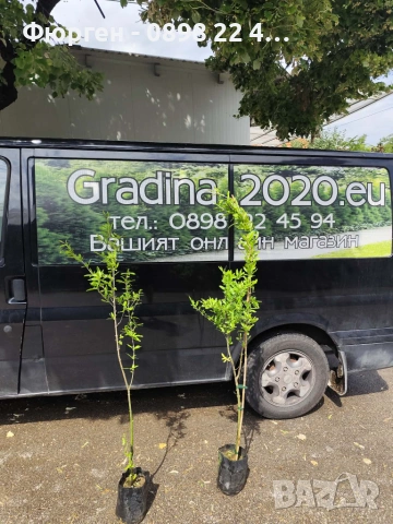 Нар фиданки  - Punika granatum  Студоустойчив , снимка 7 - Разсади - 36164384