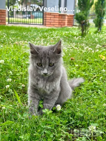 Mein Coon Мейн Кун, снимка 5 - Мейн кун - 55316999